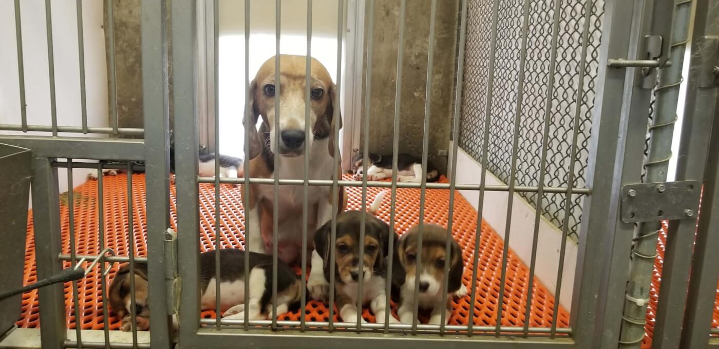 photo shows mother beagle in a cage with puppies.