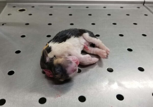 photo shows a dead beagle puppy