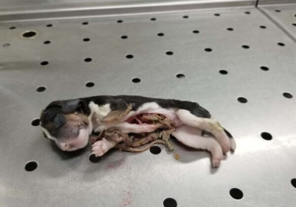 photo shows a dead beagle puppy
