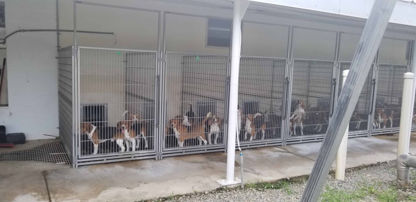 photo shows rows of beagles in cages