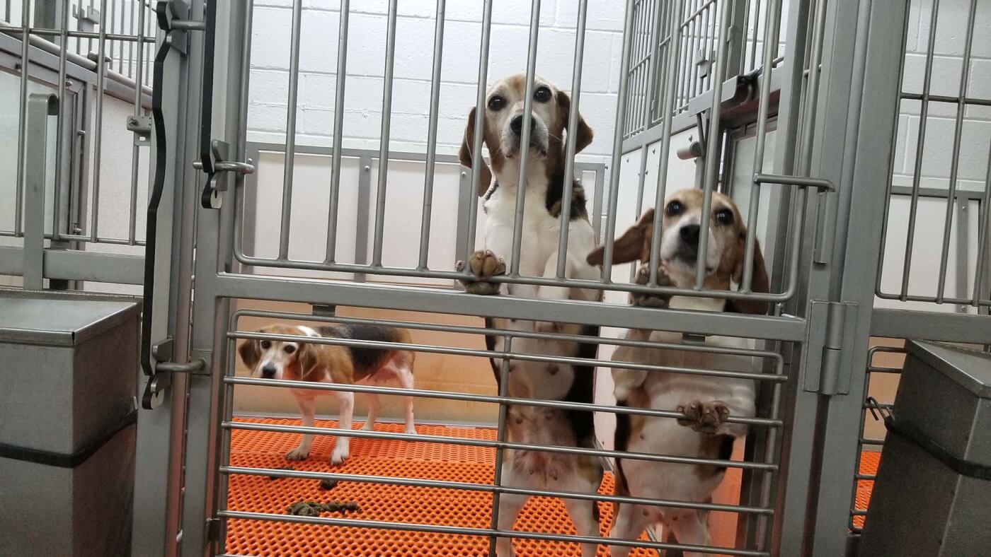 photo shows beagles in a cage with their own faeces