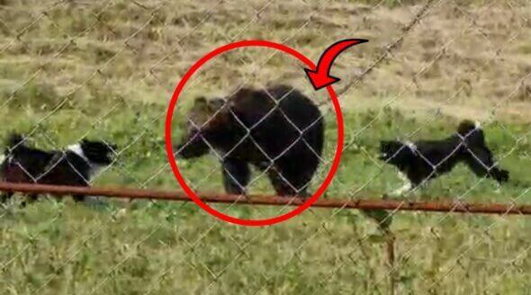 Illegal Dog Hunting Training on Brown Bears in Russia