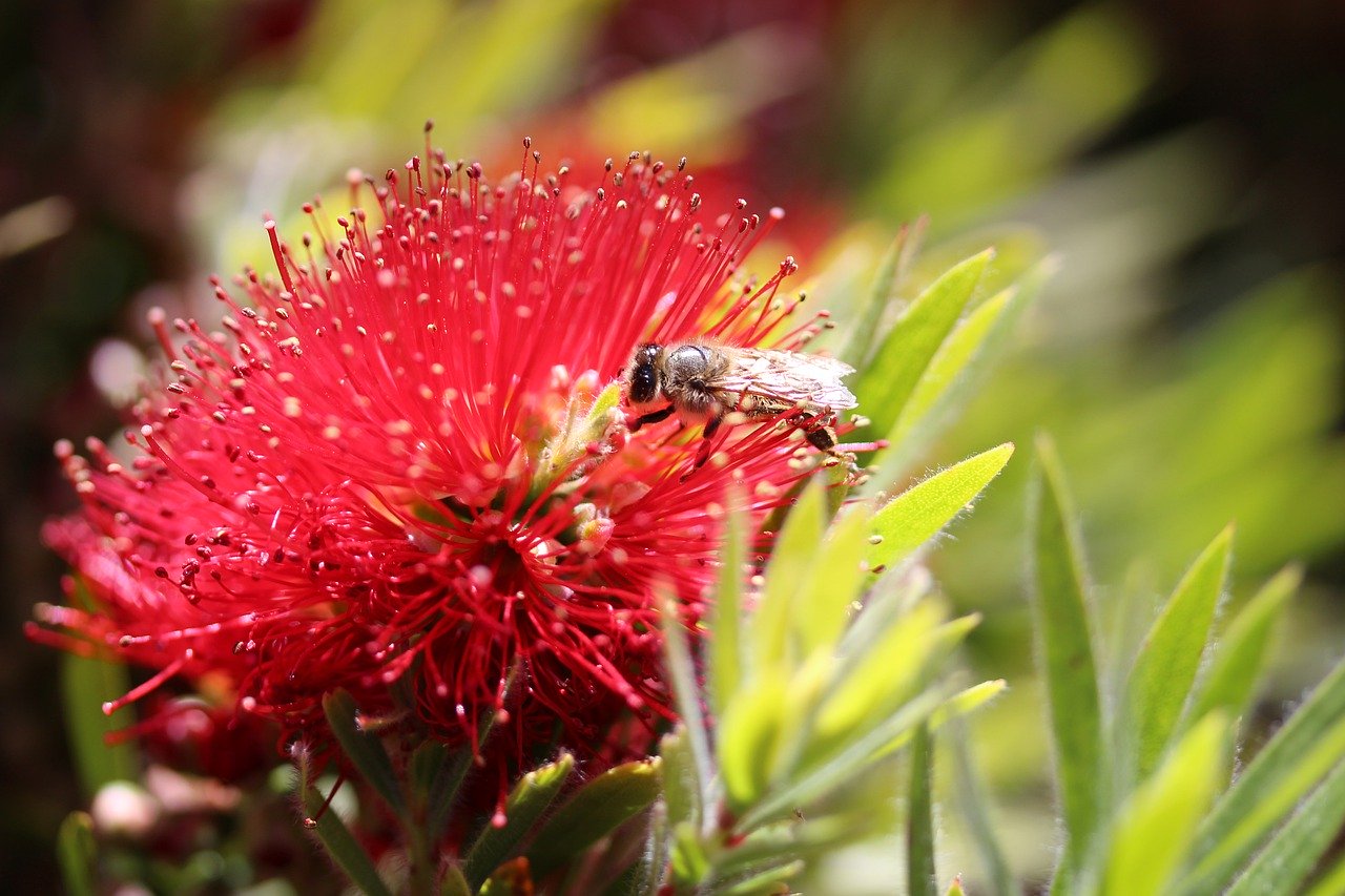 A bee on an Australian native flower.