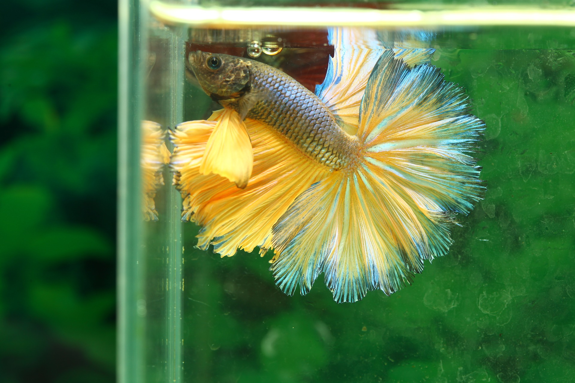 A Betta (Siamese fighting) fish.