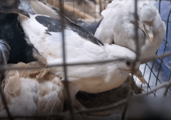 Birds in a cage at a live animal market in India