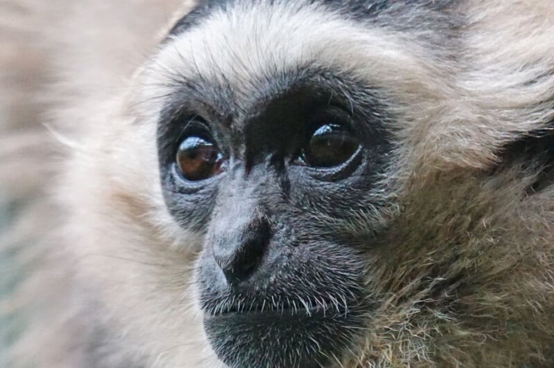 Black Caps Gibbon