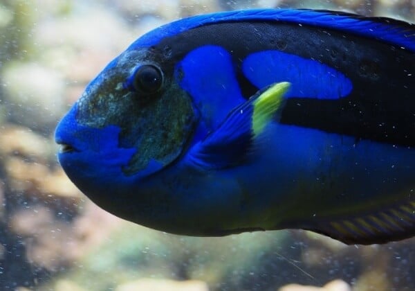 ‘Finding Dory’: Why Blue Tangs (or Any Other Fish) Don’t Belong in Tanks