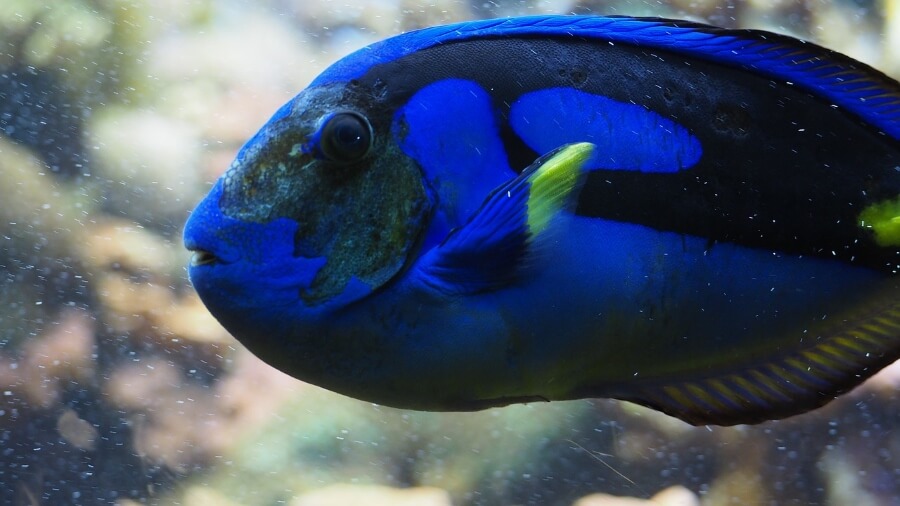 blue tang