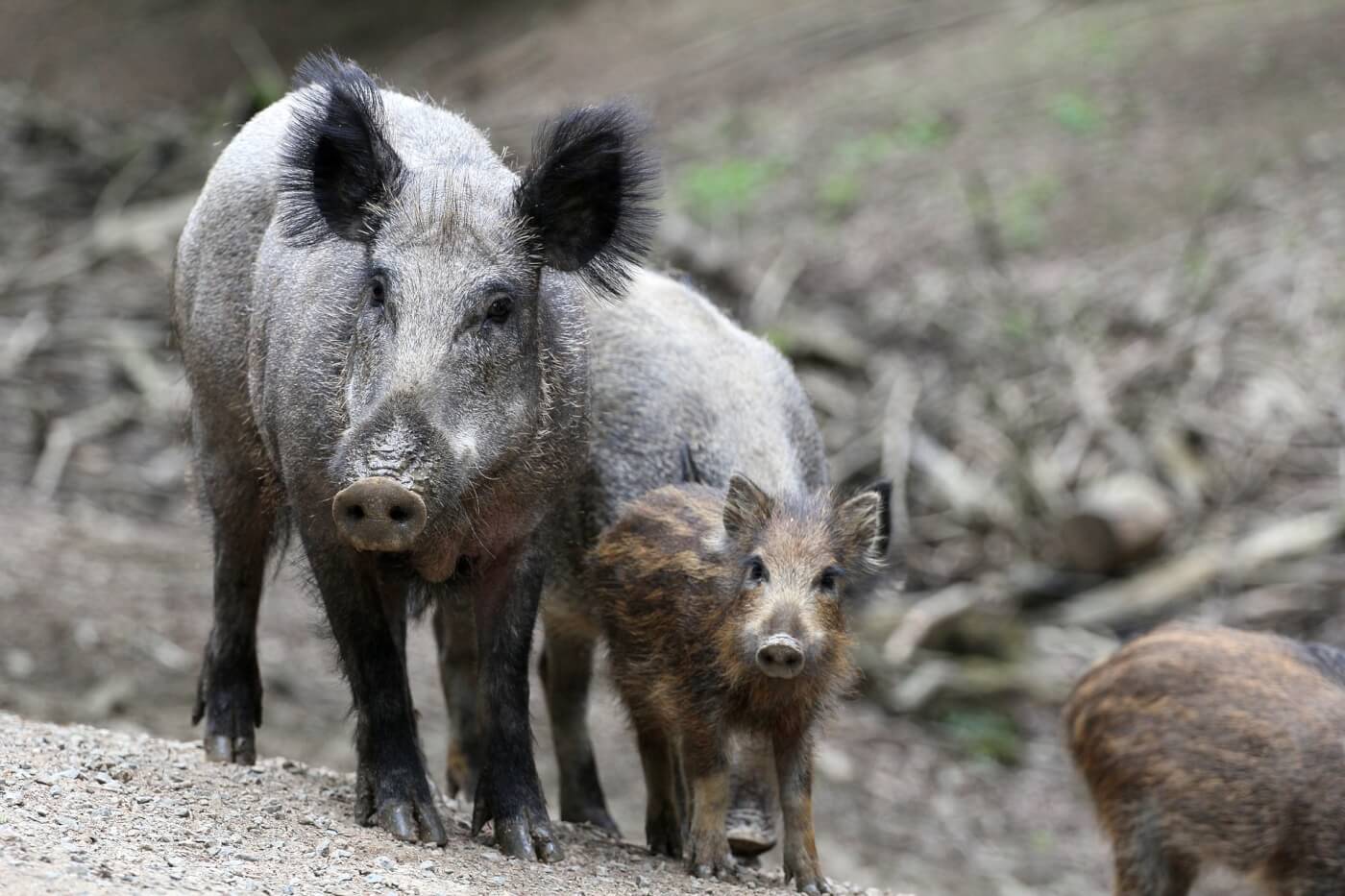 WHY?! Video Shows Men Pushing Boar Off Cliff, Killing the Animal