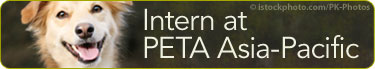 Intern at PETA Asia-Pacific