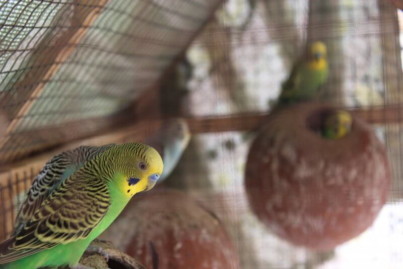 budgies