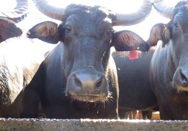 Water Buffaloes Tied to Poles and Beaten for Australian Dairy