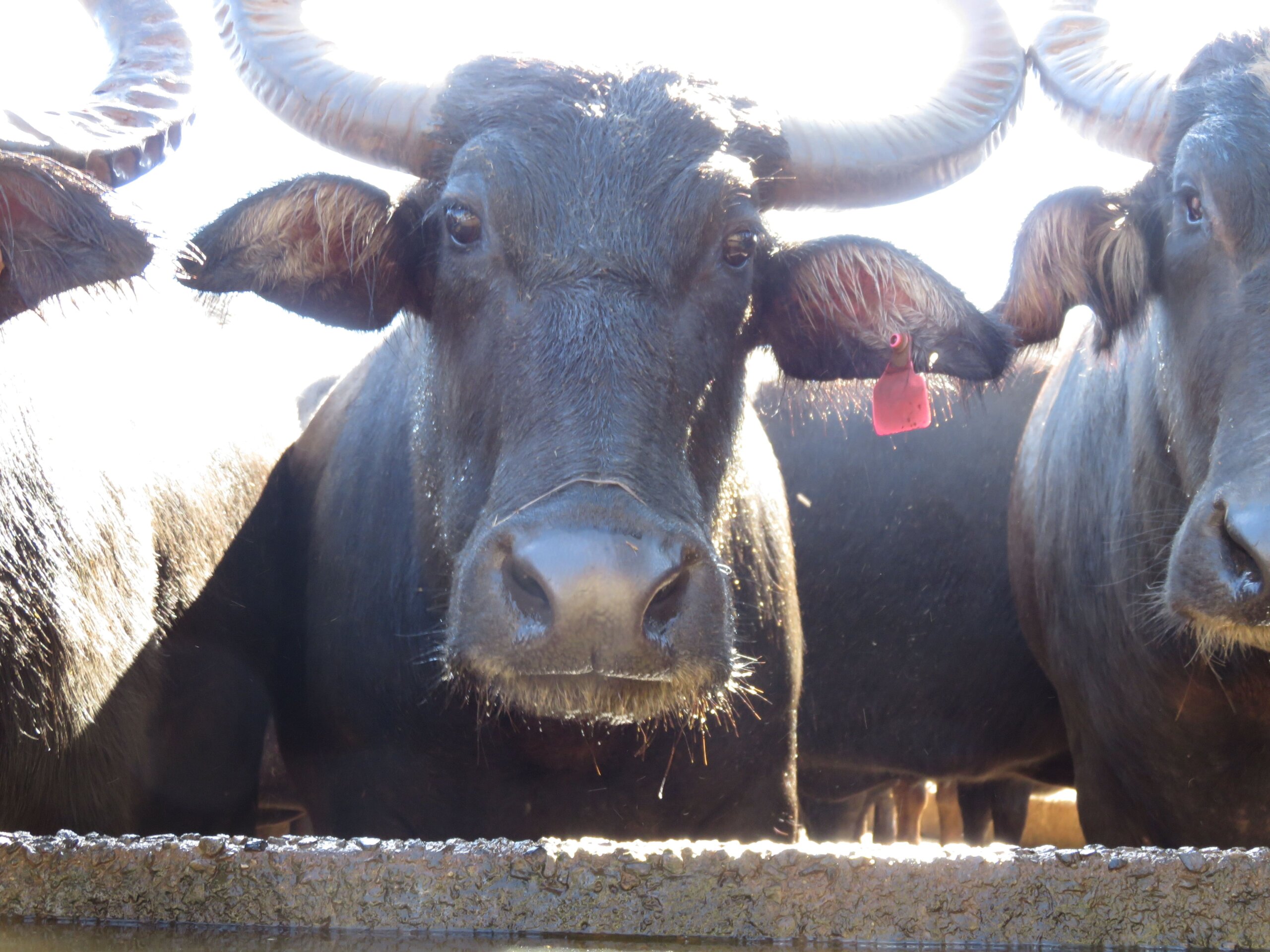 buffalo