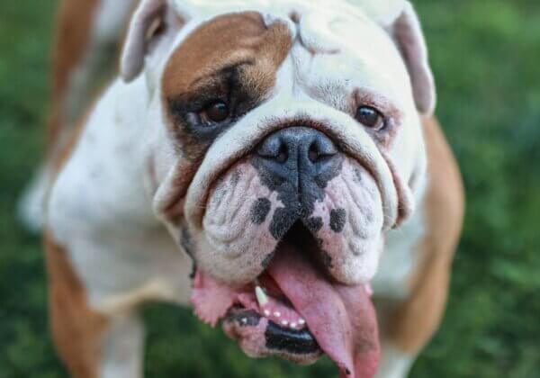 a bulldog panting