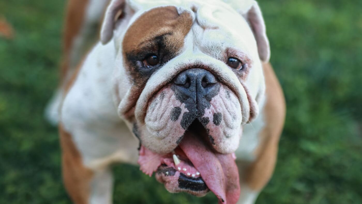 a bulldog panting