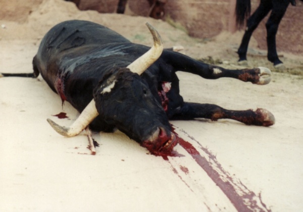 This Video Shows What Happens to Bulls AFTER They Run in Pamplona – and It’s Not Pretty