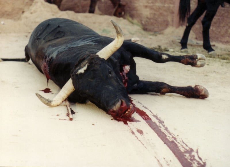 This Video Shows What Happens to Bulls AFTER They Run in Pamplona – and It’s Not Pretty