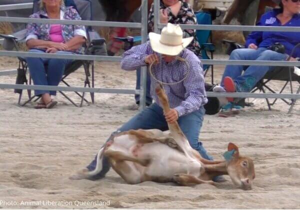 Queensland Residents: Ask Your MP to Ban Calf Roping
