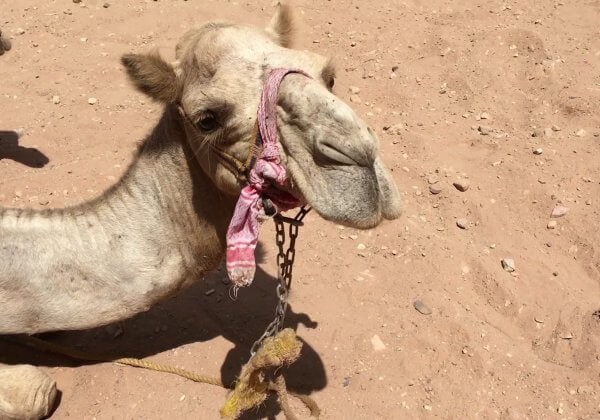a camel in Petra