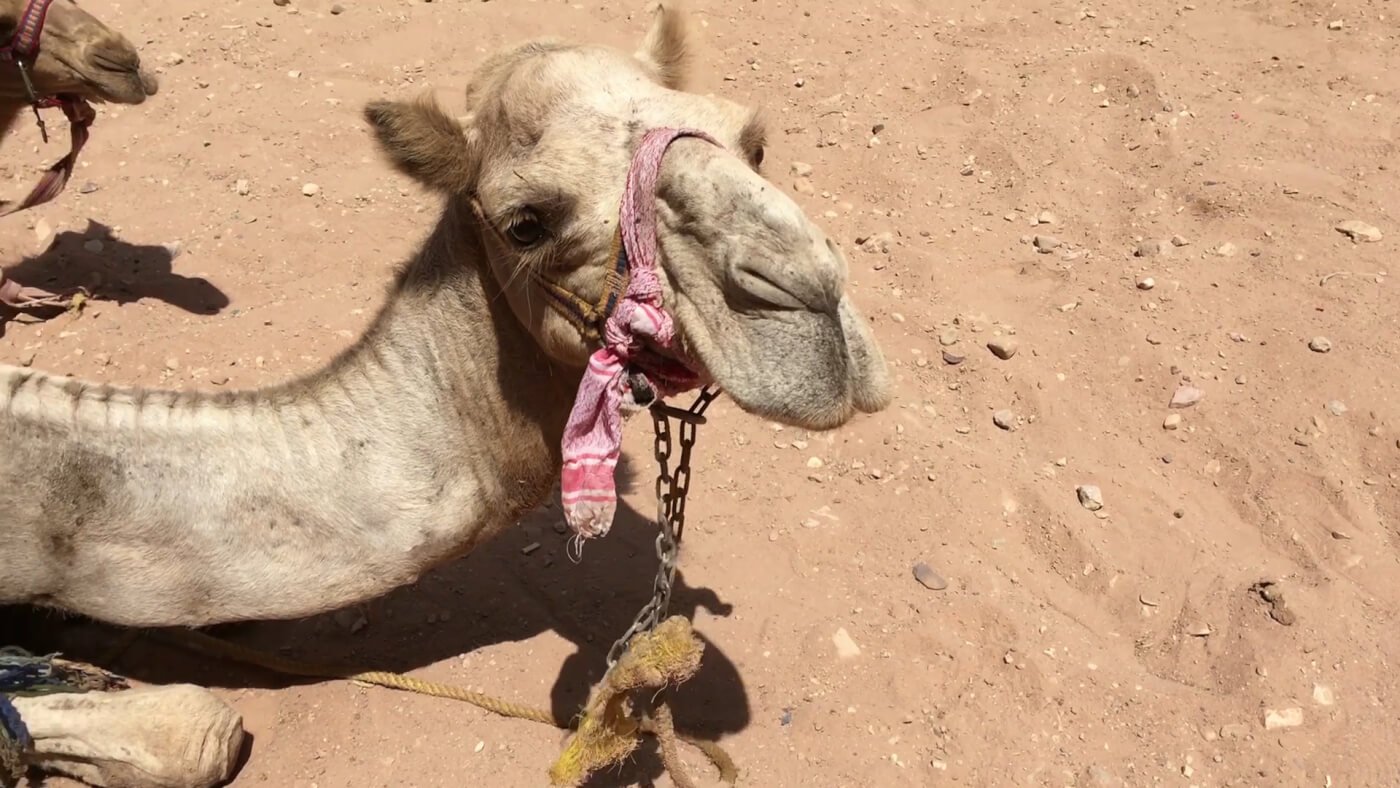 Horses, Donkeys, Mules, and Camels are Suffering in Jordan