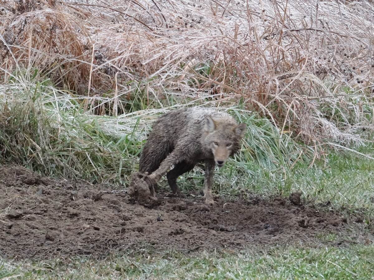 Coyote stuck in a trap.