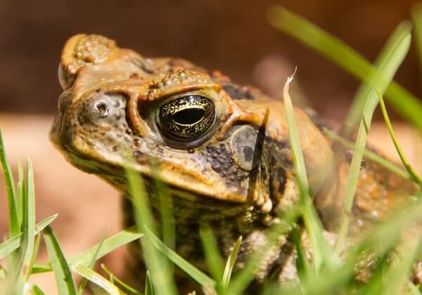 Cane Toad Hunting: Why Cruelty to Animals Is Never the Answer