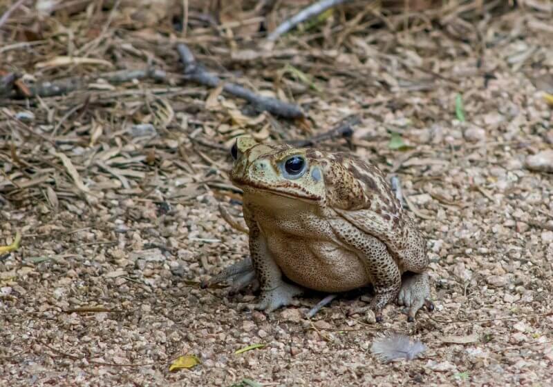 cane toad