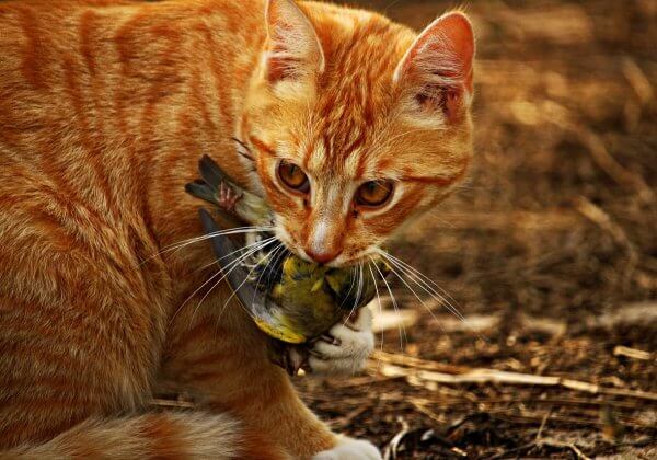 Australia’s Feral Cat Problem