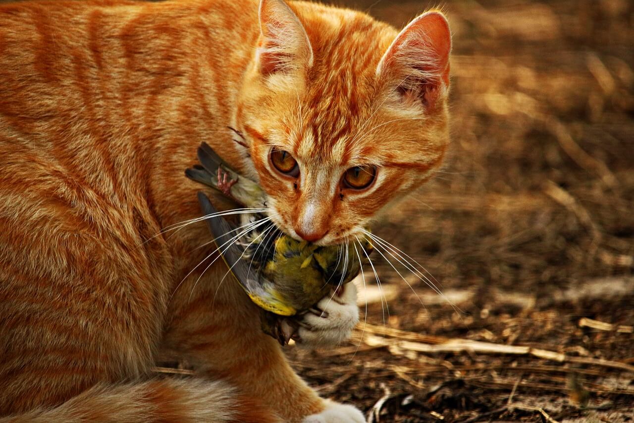 feral cat attacking my cats