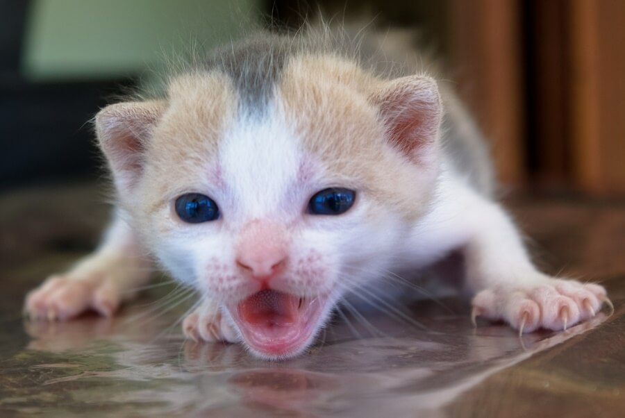 Cute kitten