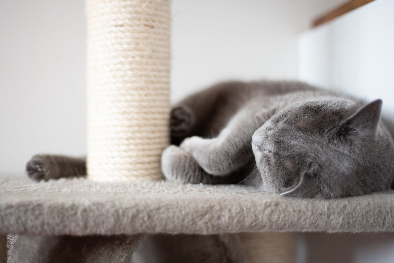 a cat lounges on a scratching post