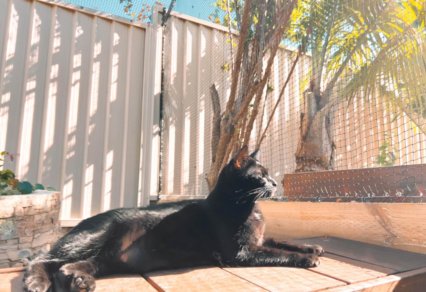 a black cat in front of a net