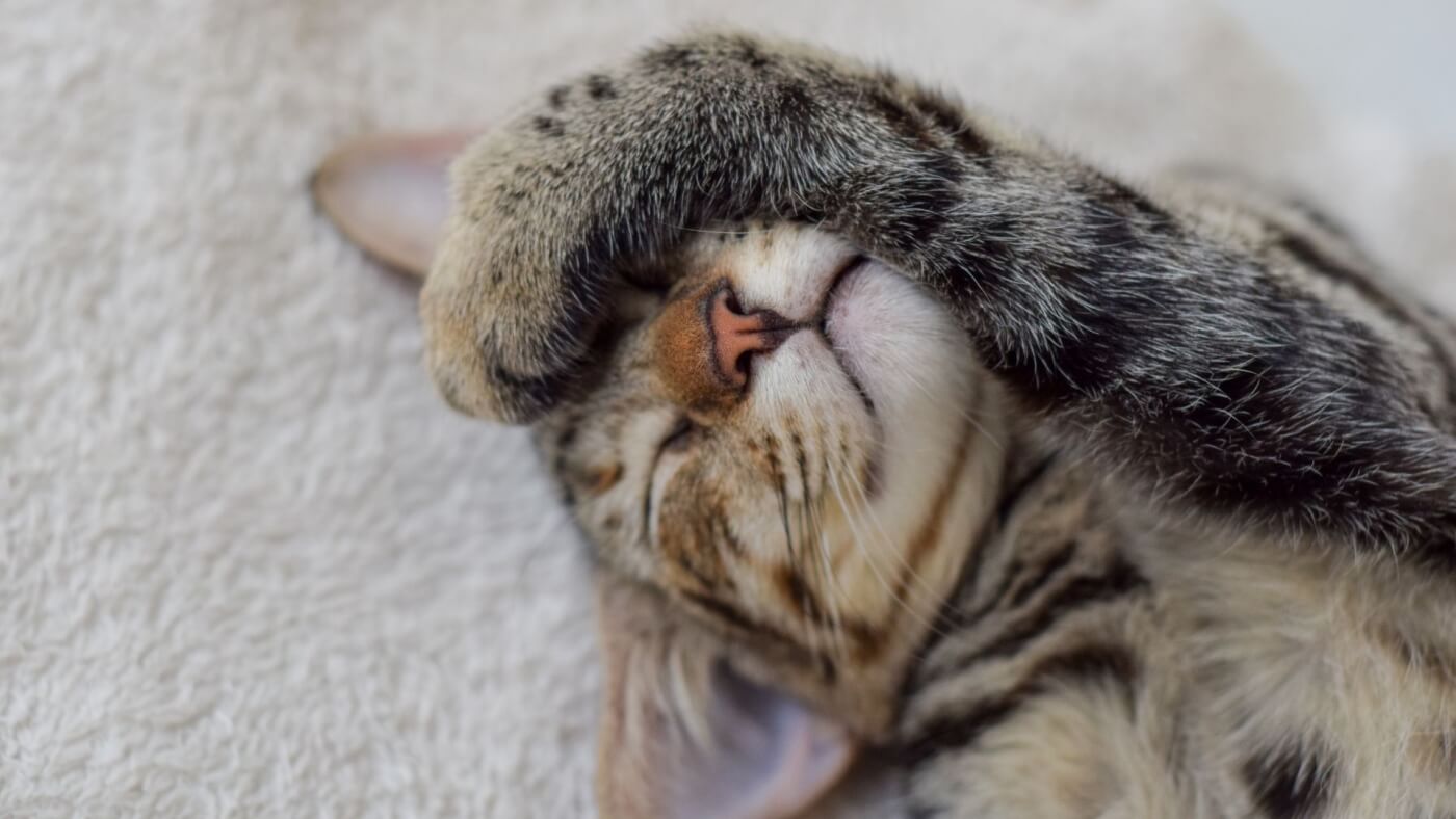 a cat with a paw on his head