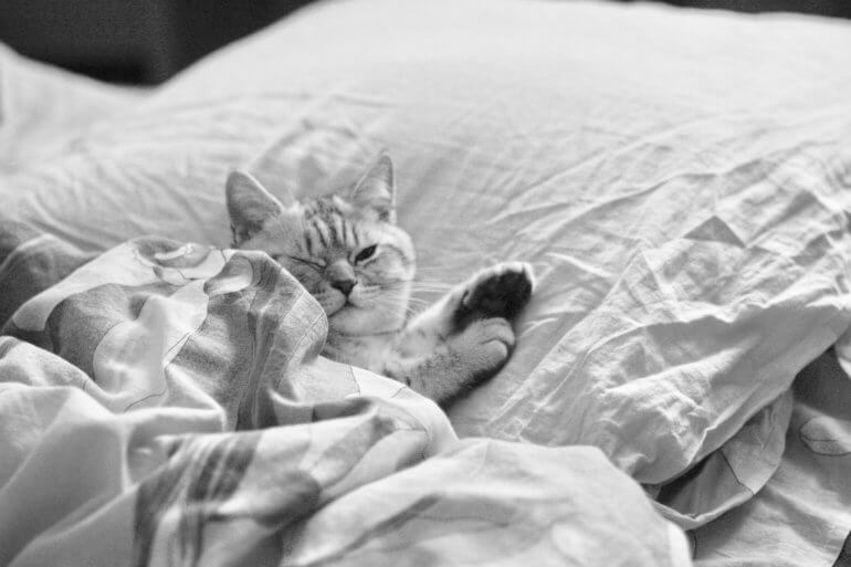 Image shows a cat on a bed.