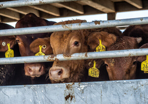 Urge the PM to End Live Export