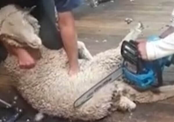 Charges Laid for Shearing Sheep With a Chainsaw