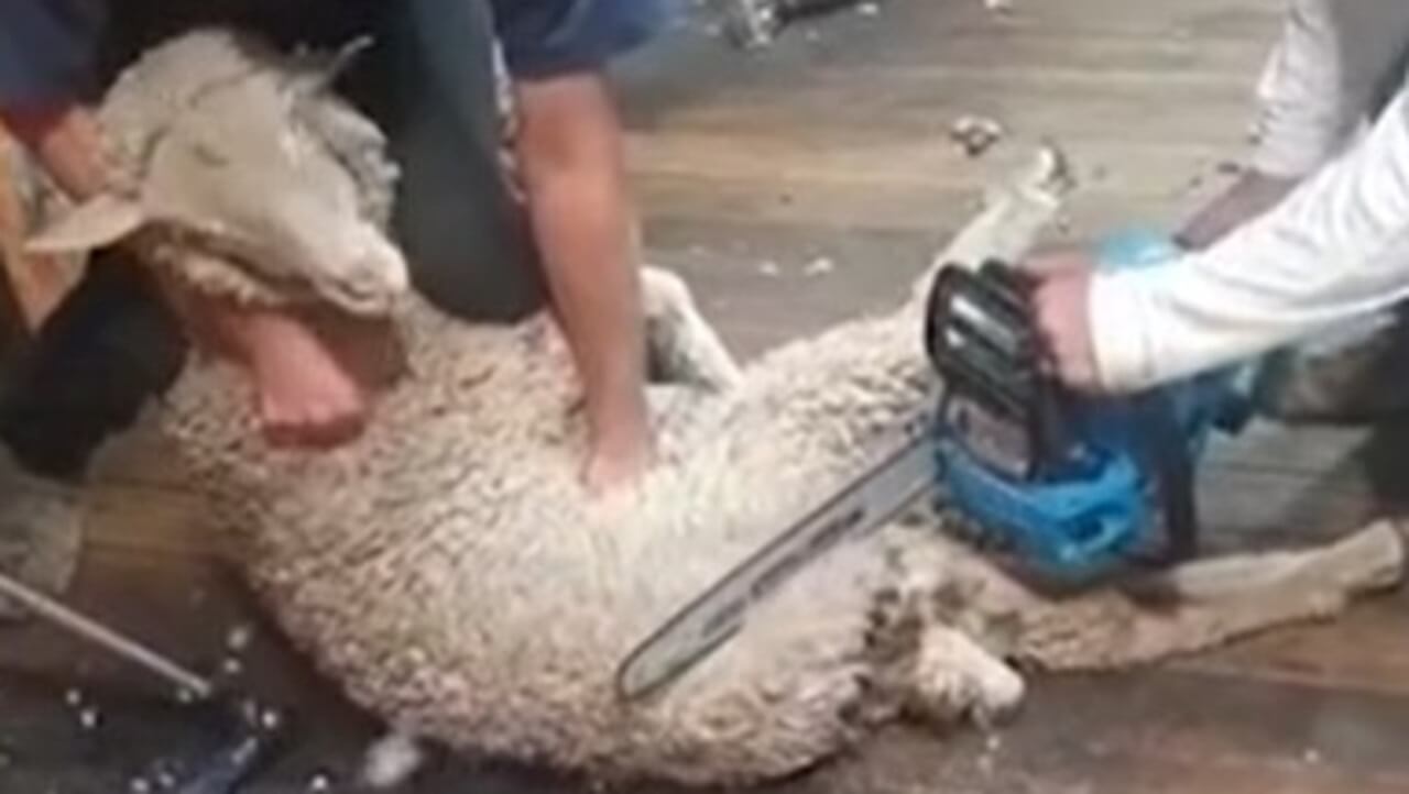 A sheep is held down while a person shears them with a chainsaw