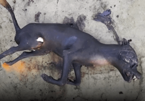 A charred dog at a meat market