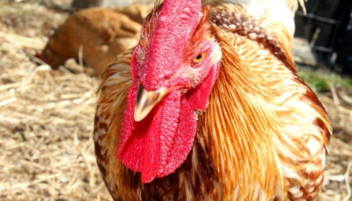 Animals Are Not Ours to Eat