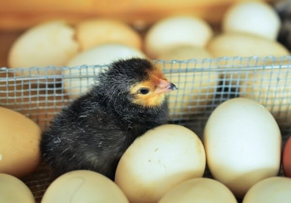 Egg Industry Wants to Modify Embryos Genetically to End Killing of Male Chicks