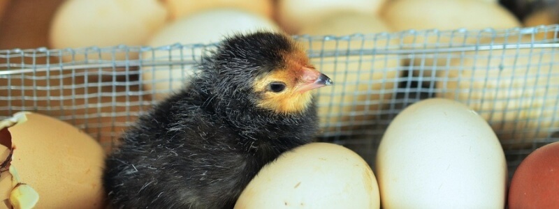 chick and eggs