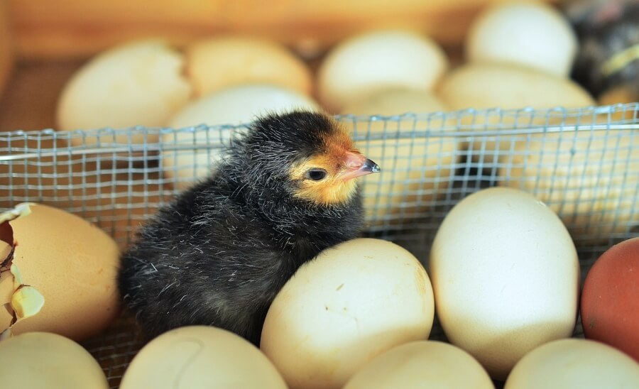 Egg Industry Wants to Modify Embryos Genetically to End Killing of Male Chicks