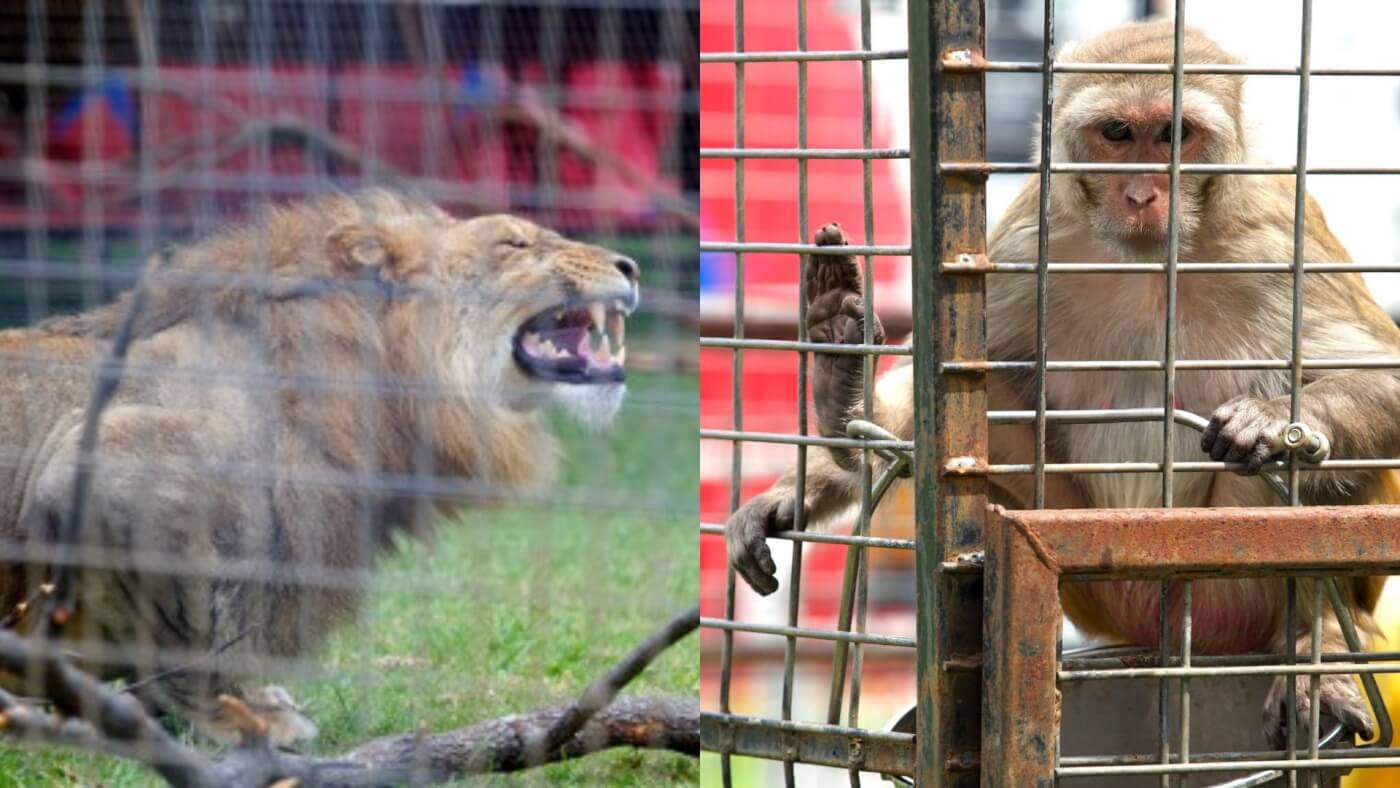 HUGE NEWS! The Show Won’t Go On for Exotic Animals in Australian Circuses!