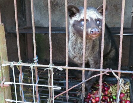 Image shows civet in a cage