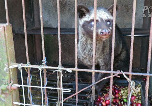 Cruelty in a Cup: Bali’s Kopi Luwak Industry Exposed