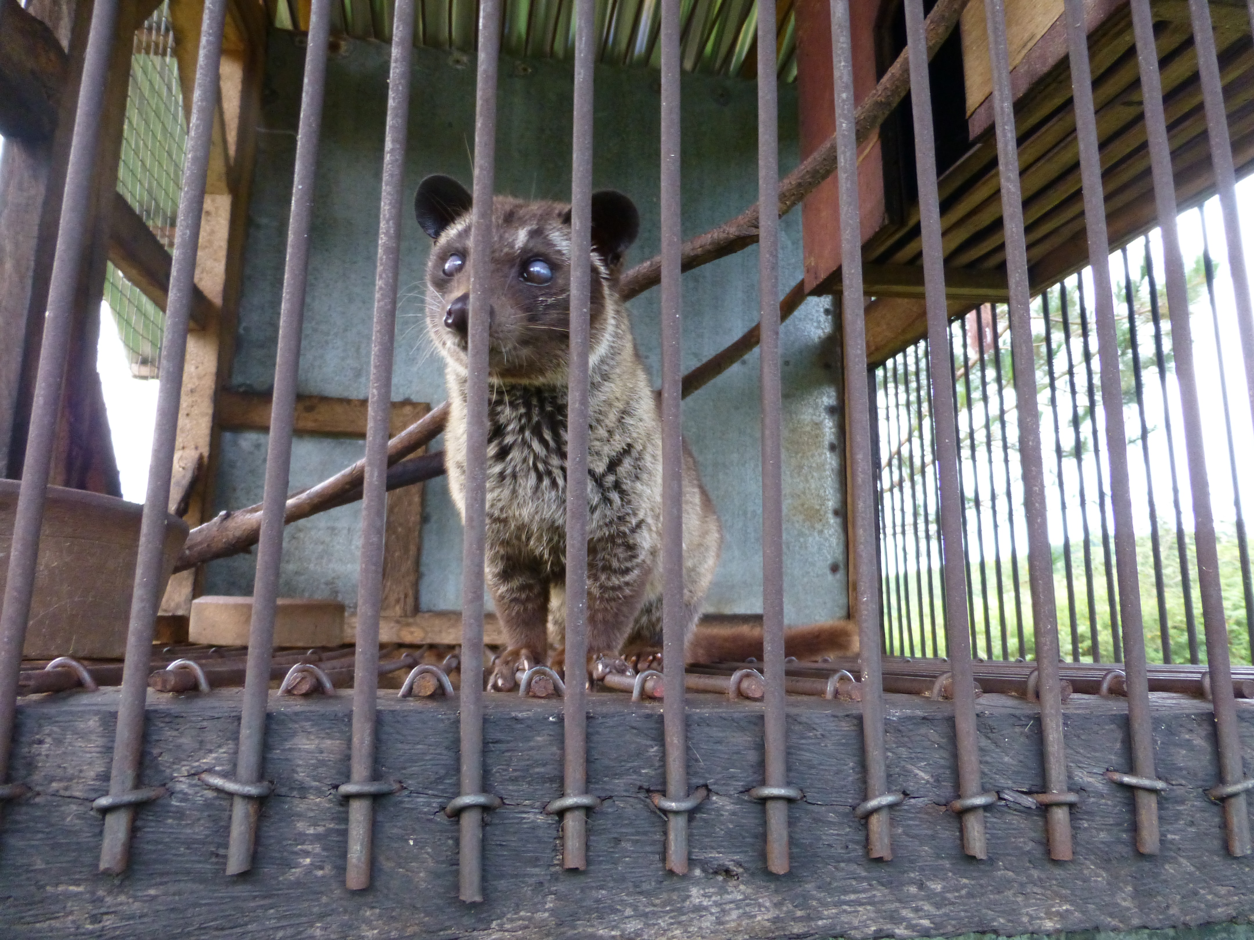 New Video: Civet Cats Are Still Exploited for ‘Poop Coffee’ in Bali