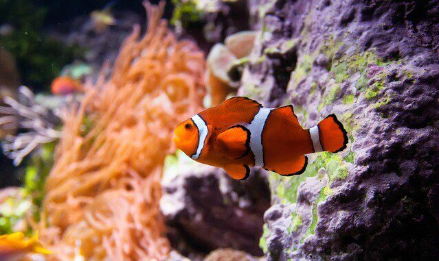 clown-fish