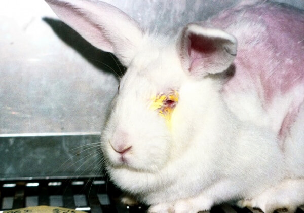VICTORY: Australia Set to Ban Cosmetic Testing on Animals!