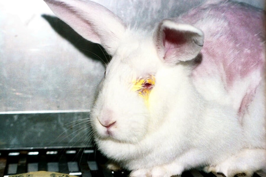 Time to Ban Cosmetics Testing in Australia