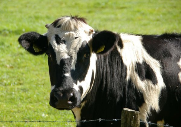 cow